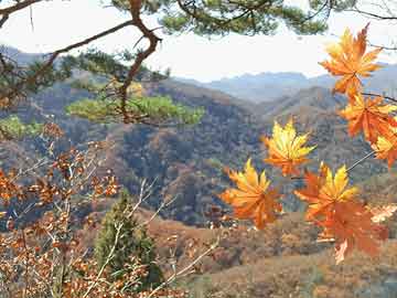 百度精選“紅波生肖定生肖神恩浩蕩出靈碼”打個生肖